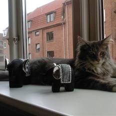 Maine Coon Vingsted's Blue Diamond