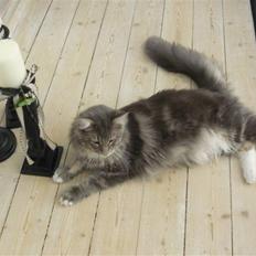 Maine Coon Vingsted's Blue Diamond