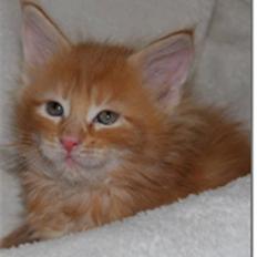 Maine Coon Vingsted's Mr. Casada