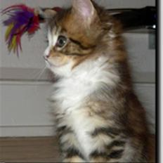 Maine Coon Sisera Rose Mr. Aslan