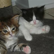 Maine Coon Sisera Rose Mr. Aslan