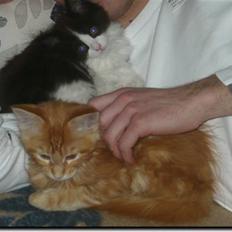 Maine Coon Vingsted's Mr. Casada