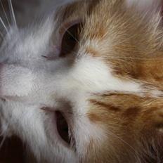 Blanding af racer Hamtaro