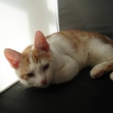 Blanding af racer Hamtaro