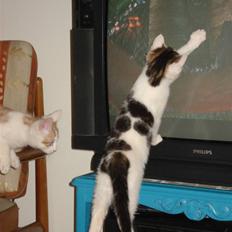 Blanding af racer | Lucky | Min!<3