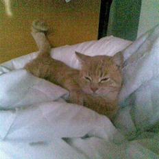 Huskat Oliver <3 BORT LØBET