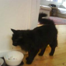 Blanding af racer Ofelia