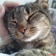 Blanding af racer Melon