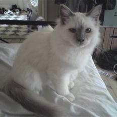 Hellig Birma Gandalf