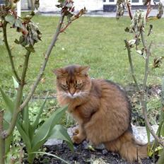Somali Dushara Desti