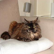 Maine Coon Misty