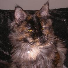 Maine Coon Misty