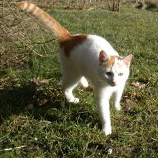 Blanding af racer Snebold/Bamse