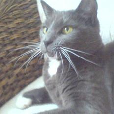 Blanding af racer Chipse