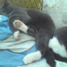 Blanding af racer Chipse