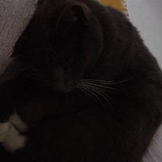 Blanding af racer Chipse