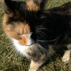 Blanding af racer Asymmetri