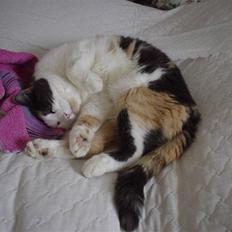 Blanding af racer Bella