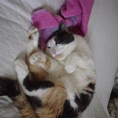 Blanding af racer Bella