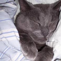 Huskat Whisky R.I.P.