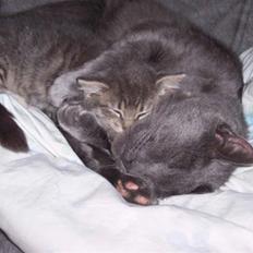 Huskat Whisky R.I.P.