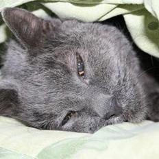 Huskat Whisky R.I.P.