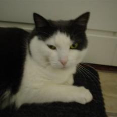 Blanding af racer Bianca