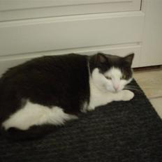 Blanding af racer Bianca