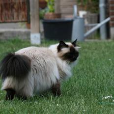 Hellig Birma Vincent