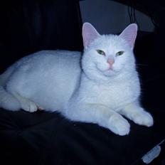Huskat Kia