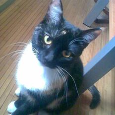 Huskat RONJA 'RØVERDATTER'