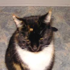 Huskat RONJA 'RØVERDATTER'