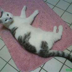 Blanding af racer Walter *Bor på Sjælland