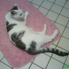 Blanding af racer Walter *Bor på Sjælland