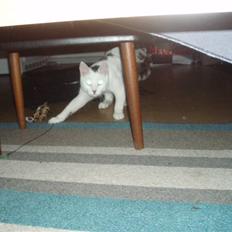 Blanding af racer Walter *Bor på Sjælland