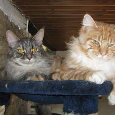 Maine Coon Garfild er blivet slogt snøft