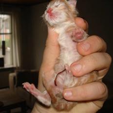 Maine Coon Garfild er blivet slogt snøft