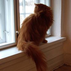 Perser Bold'ors Belief  