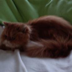 Perser Bold'ors Belief  