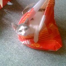 Huskat Pjuske afdød