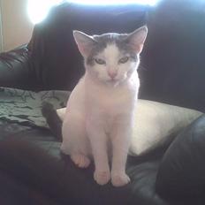 Huskat Pjuske afdød