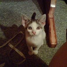 Huskat Pjuske afdød