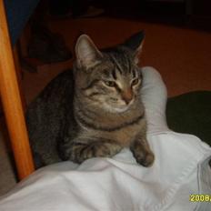 Huskat Stor mis (RIP)