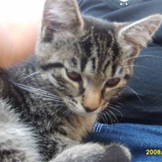 Huskat Stor mis (RIP)