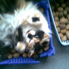 Norsk Skovkat - Mikkel