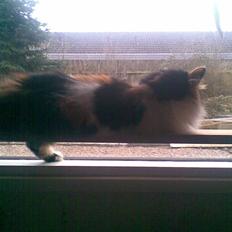 Norsk Skovkat - Mikkel