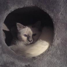 Hellig Birma Gandalf