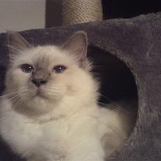 Hellig Birma Gandalf