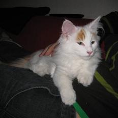 Norsk Skovkat DK palila's Cæsar