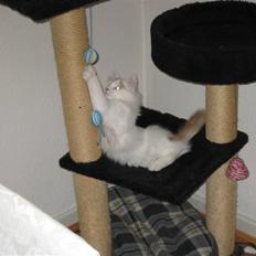 Norsk Skovkat DK palila's Cæsar